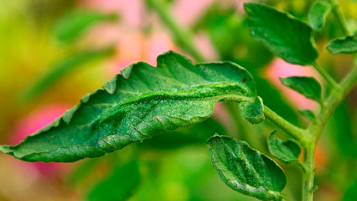 Неотложная помощь: 7 причин скручивания листьев у томатов и что с этимделать