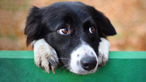 Ученые выяснили, зачем собаки делают грустные глаза