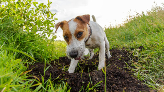 Как отучить собаку рыть ямы во дворе: простые и эффективные советы от кинолога