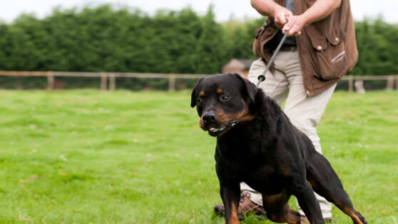 Печальный рейтинг: 6 сложных в содержании пород собак, от которых люди часто отказываются