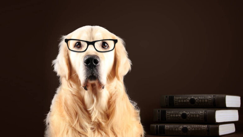 Понимающие друзья: 5 самых умных пород собак