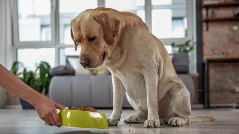 Здоровая и счастливая: как правильно кормить пожилую собаку
