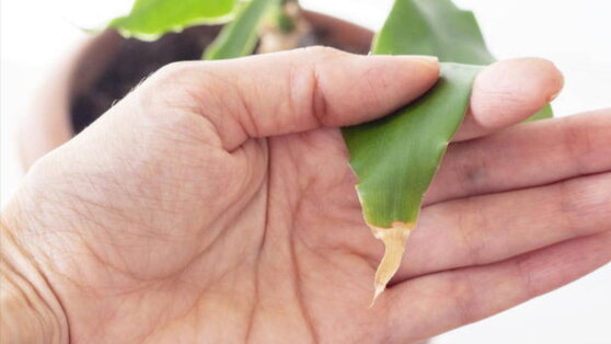 Экстренная помощь: что делать, если сохнут кончики листьев у комнатных растений