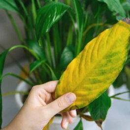 Как помочь спатифиллуму, если начинают желтеть листья: советы экспертов