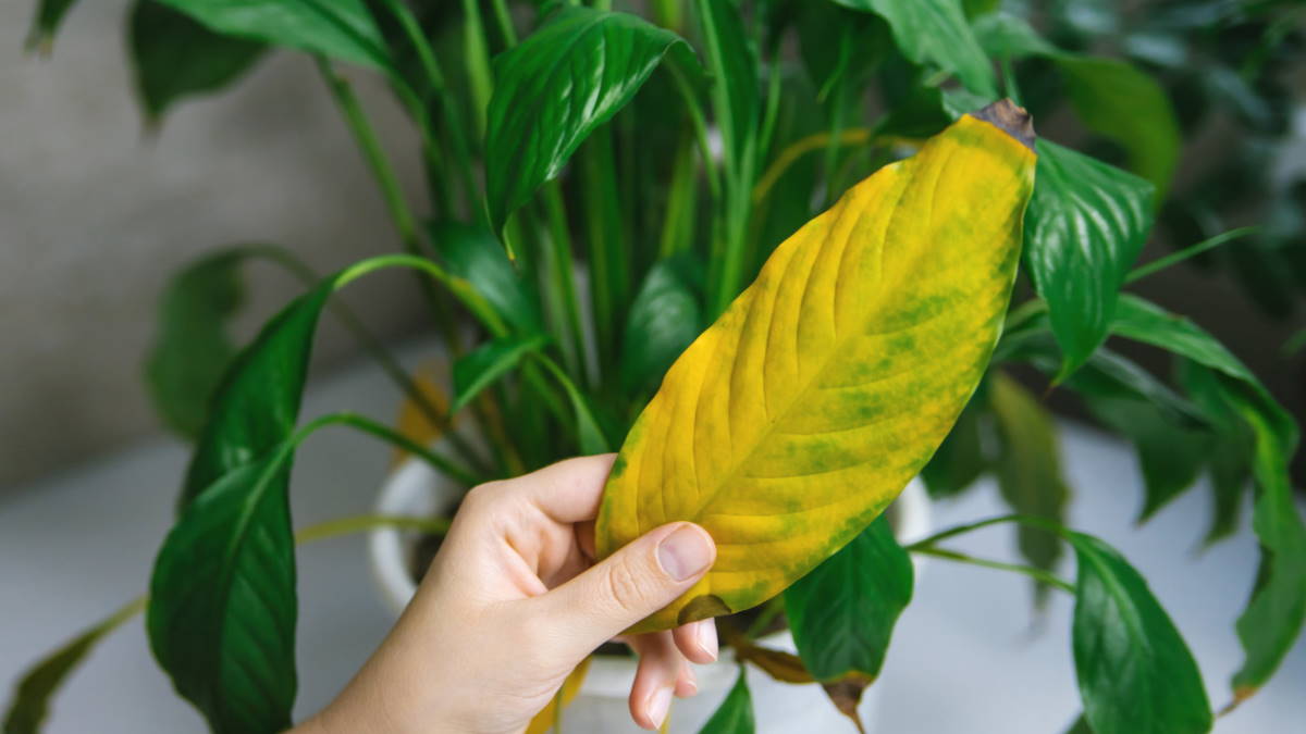 Почему опадают листья у комнатных растений: главные причины и что делать