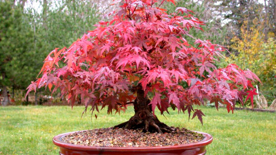 Для беседок, веранд и зимнего сада: какие деревья хорошо выращивать в горшках