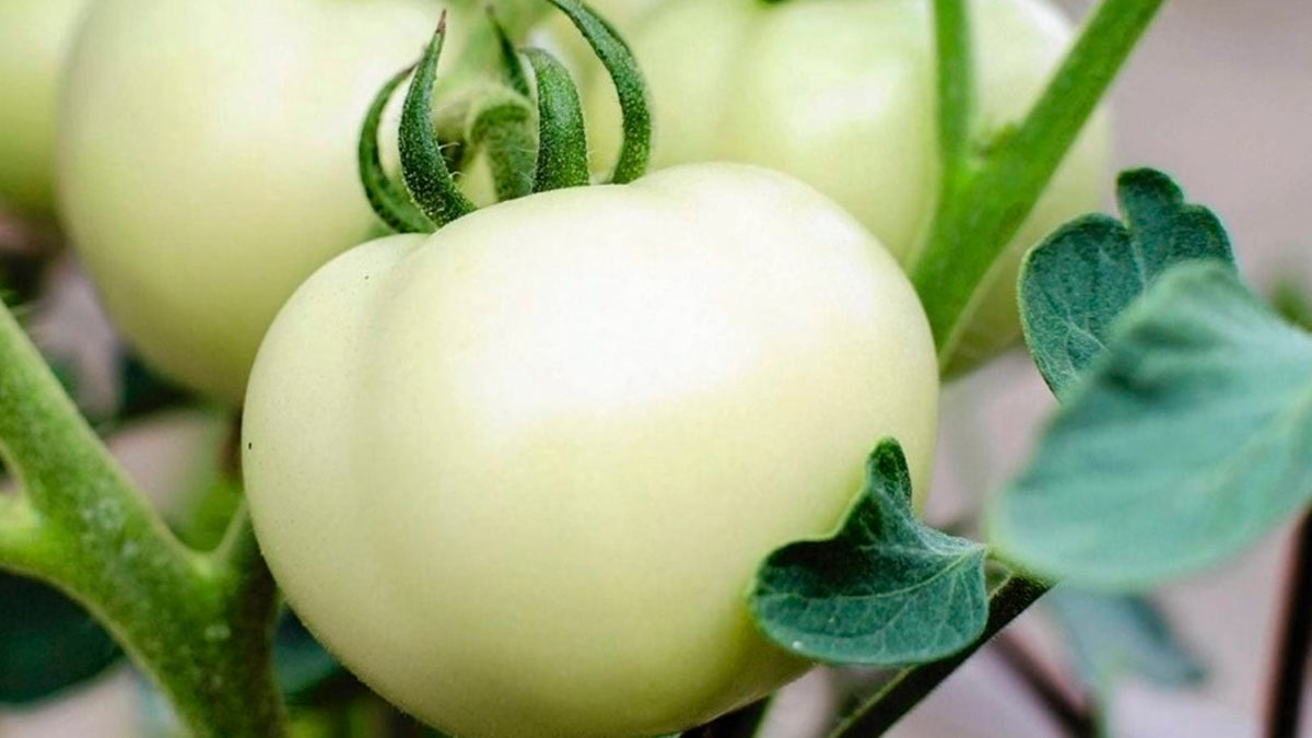 Белые (белоподобные) томаты