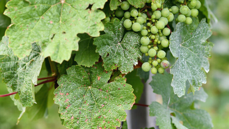Опасны для урожая: 6 самых распространенных болезней и вредителей винограда
