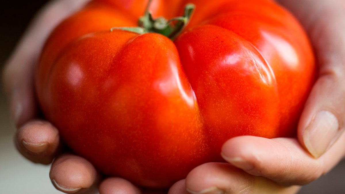Гигантские сорта томатов