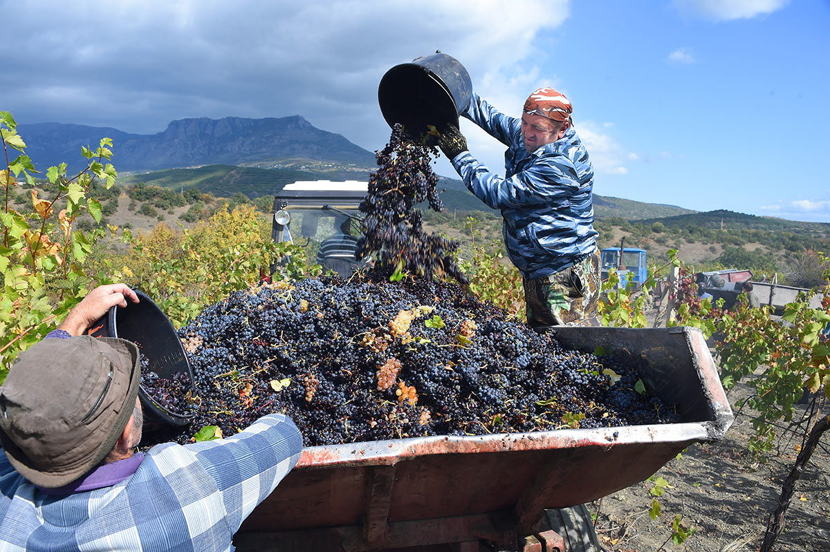 Сбор урожая на виноградниках винодельческого завода "Массандра"