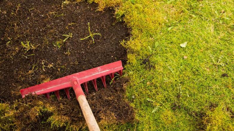 Как убрать мох с участка: простая хитрость садоводов