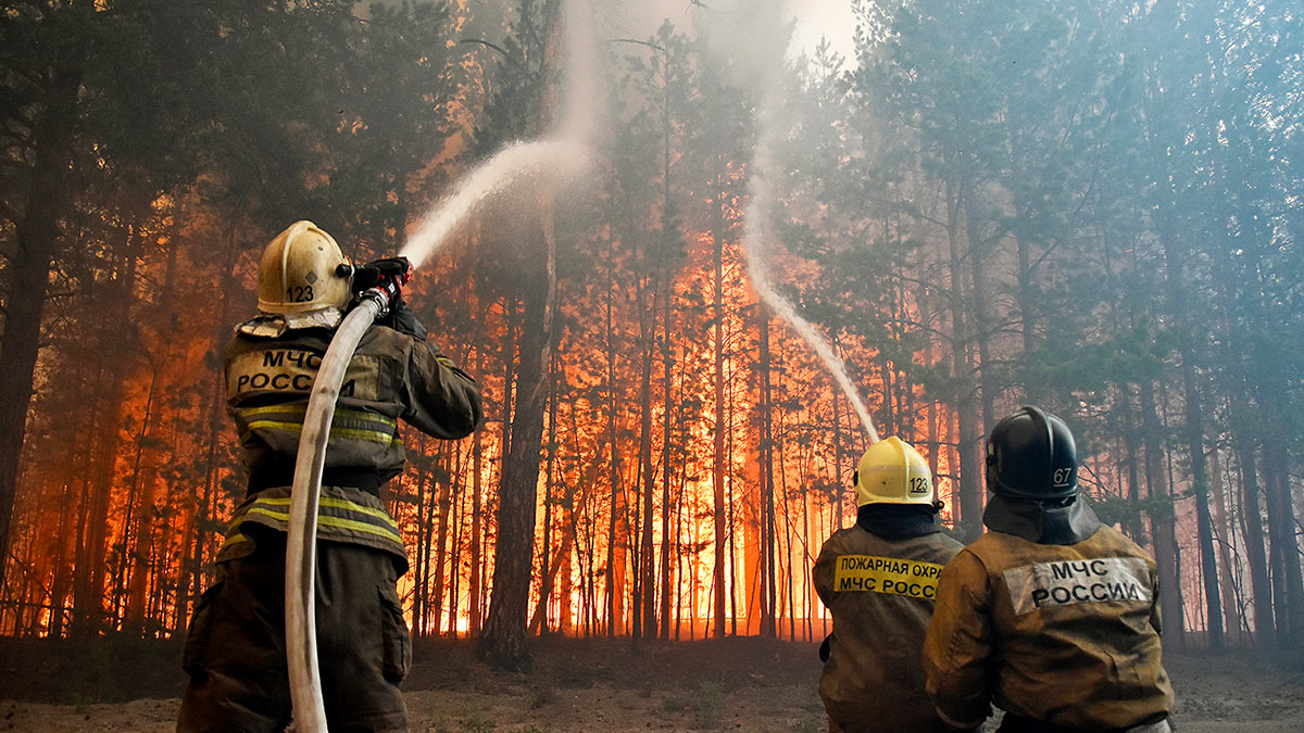 Площадь лесных пожаров в РФ за сутки выросла в 1,5 раза