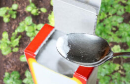 Подкормка и средство против вредителей: 4 действенных способа применения соды в огороде