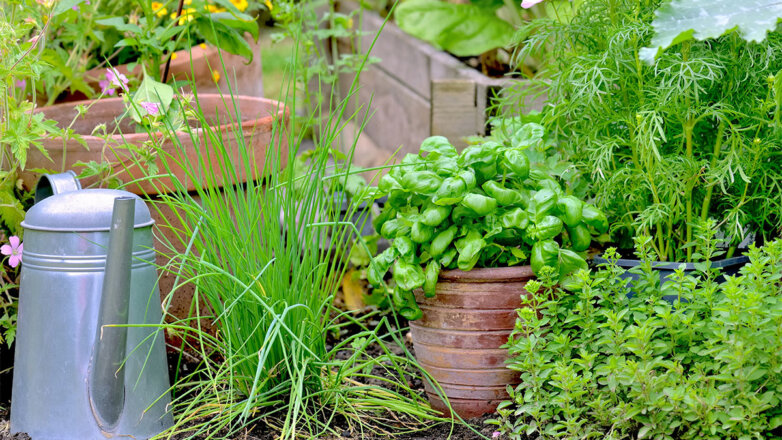 Какие популярные специи и травы можно вырастить в огороде: советы дачникам