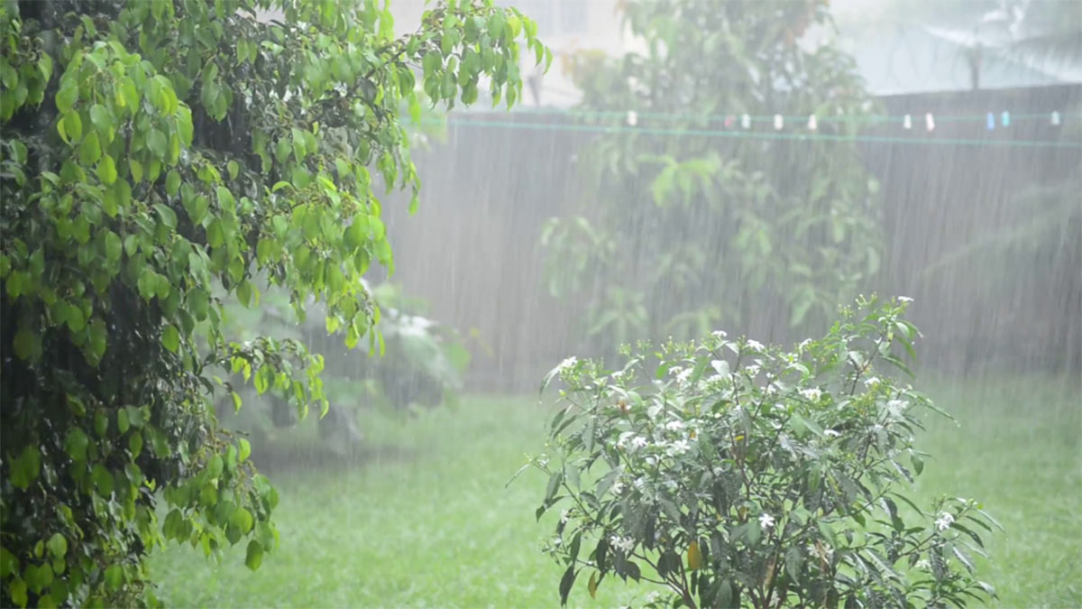 Дождь в саду
