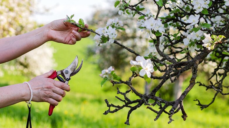 Сохнут ветки у яблони: 3 основные причины и как с этим бороться