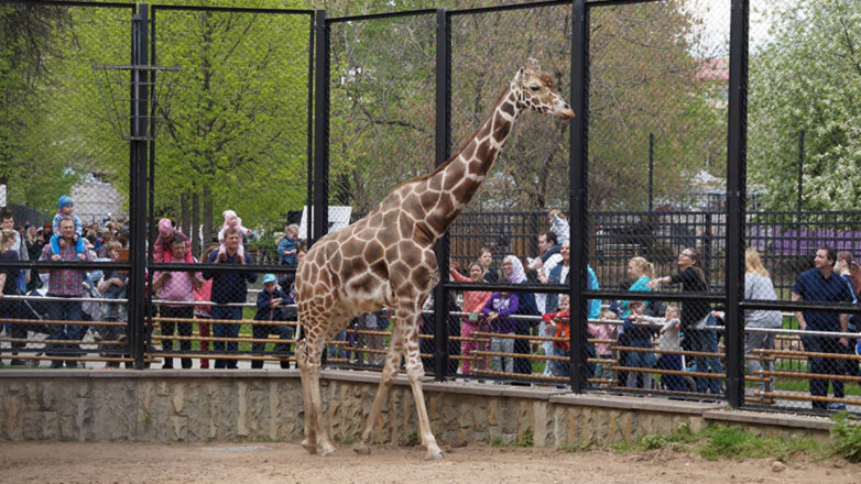 Старейшего в Московском зоопарке жирафа Самсона требуют не кормить