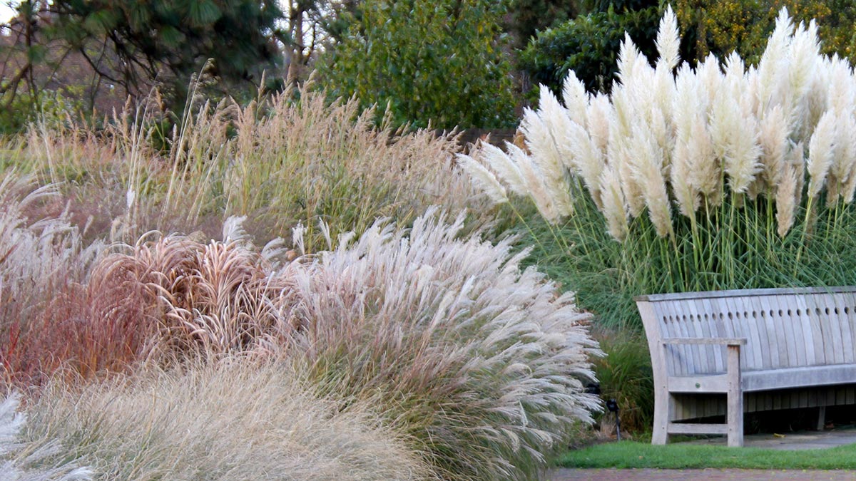Пампасная трава в ландшафтном дизайне сада фото и описание