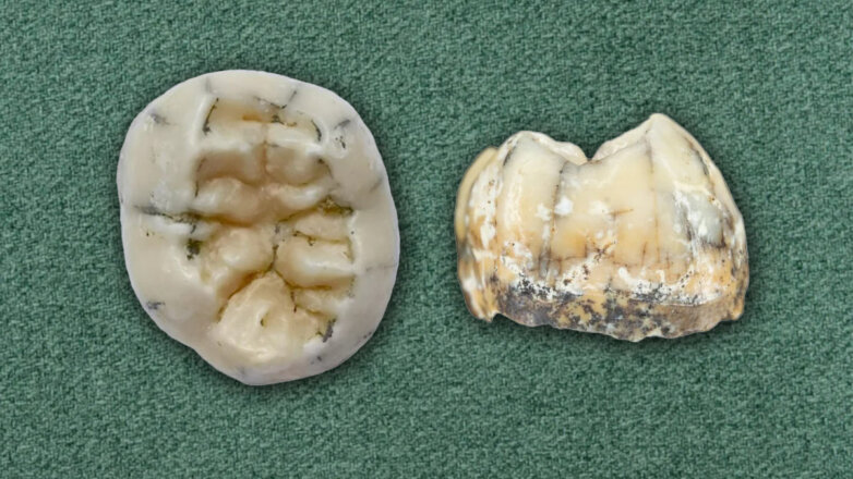 Ученые нашли зуб древней девочки, давший разгадку происхождения предков современного человека