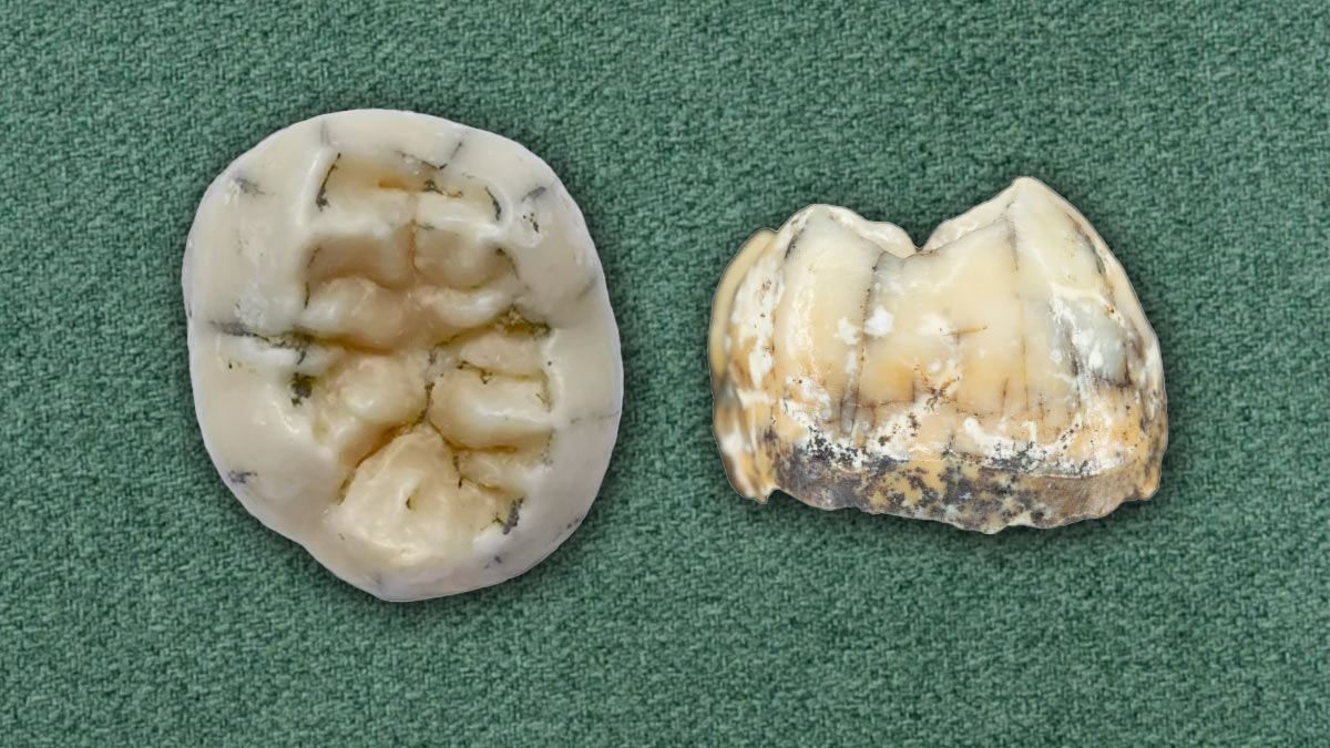 Зуб древнего человека