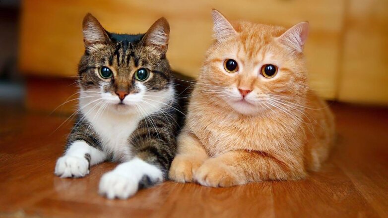 Как подружить 2 кошек в одной квартире: советы специалистов