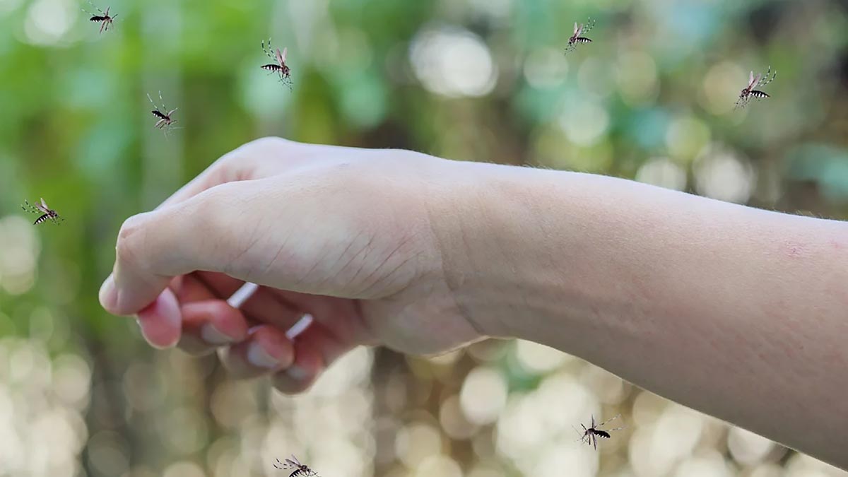 Врач Чудаков объяснил, как защититься от укусов комаров
