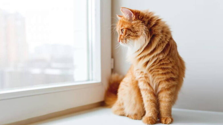 Один дома: как избавить кота от тоски по хозяину