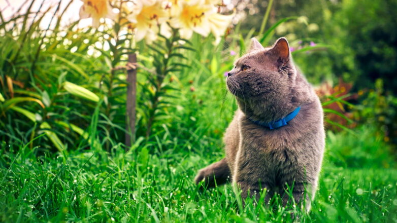 Как отвадить кошку от грядок: 5 несложных решений