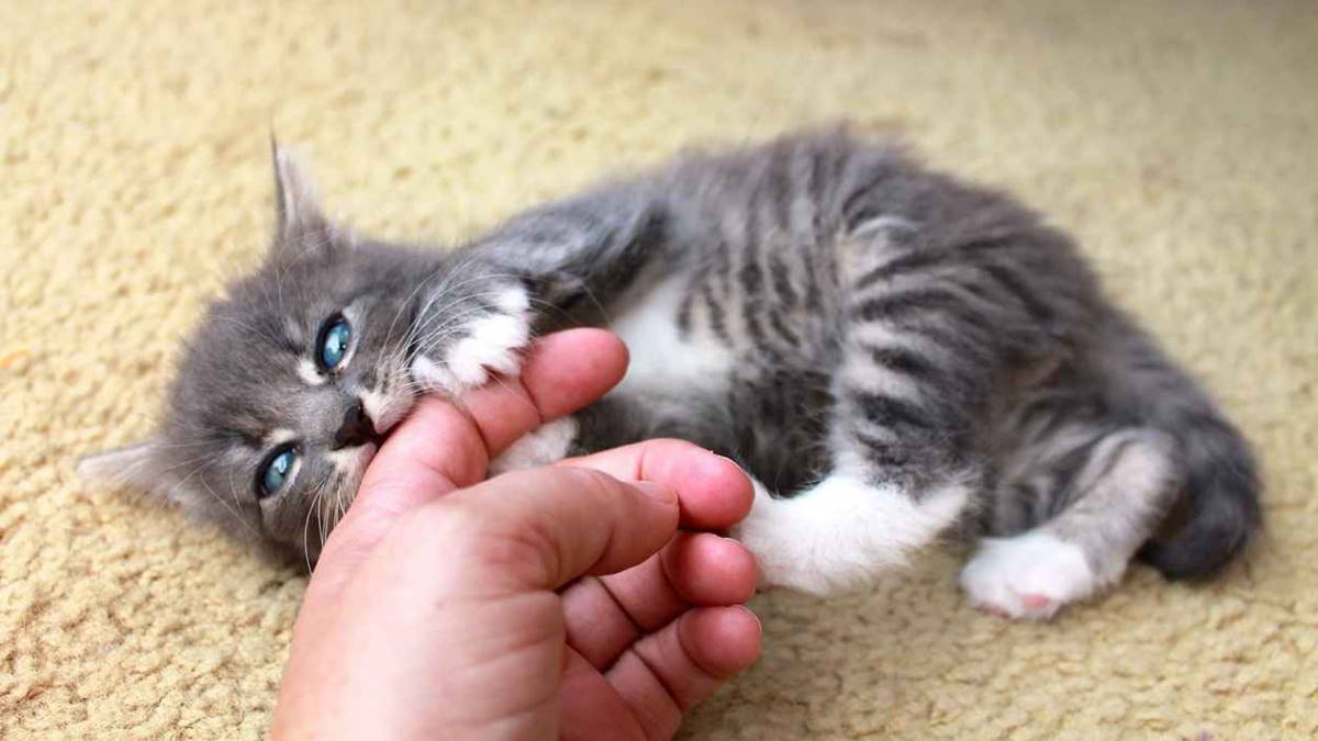 В каком возрасте котят отлучают. Котенок царапается. Котенок кусается. Маленький кусачий котенок. Маленький котёнок кусается.