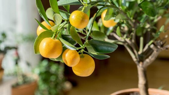 6 растений, которые легко можно вырастить дома из косточки