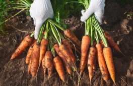 Что лучше не сажать после моркови на следующий год