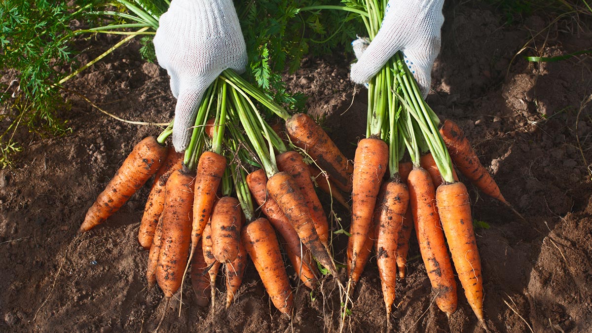 Что лучше не сажать после моркови на следующий год