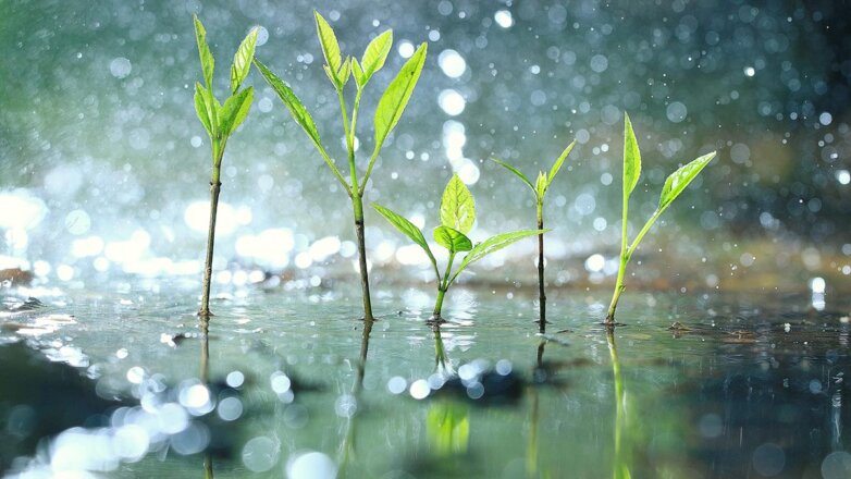 Как защитить огород от затяжных дождей: простые и эффективные советы для спасения урожая