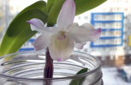 Как оживить засохшую орхидею: простой трюк поможет цветку быстро нарастить корни