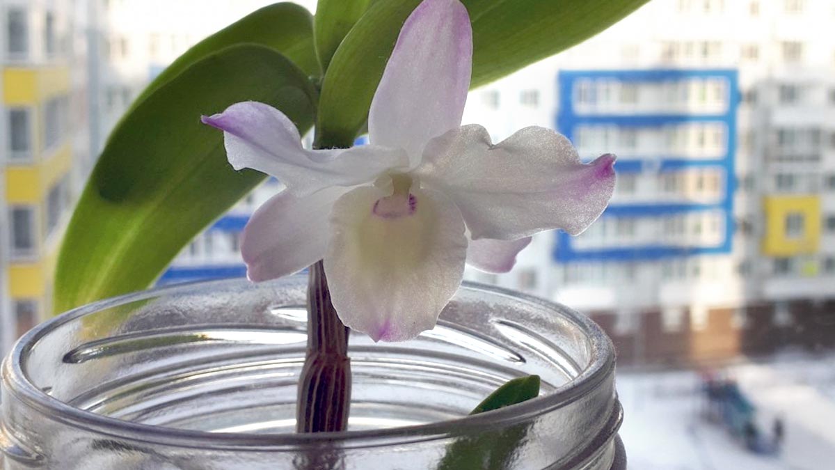 Что делать, чтобы оживить орхидею