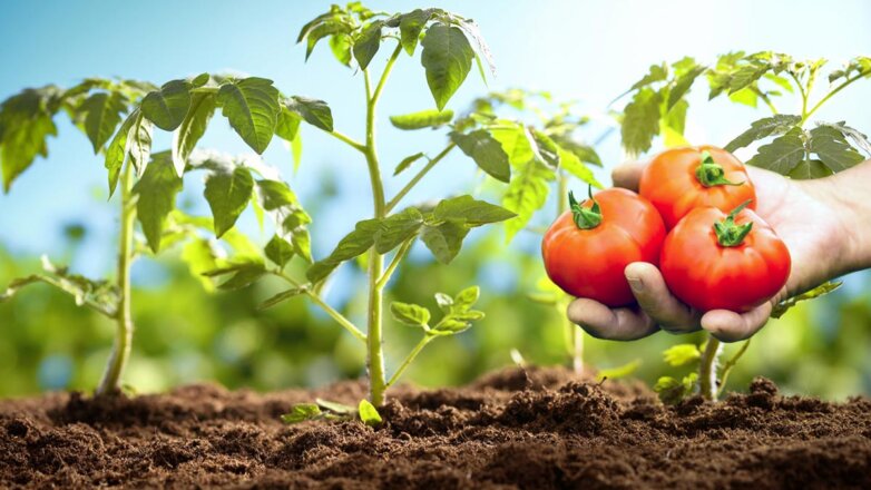 Для сладких и крепких помидоров: чем подкормить рассаду весной