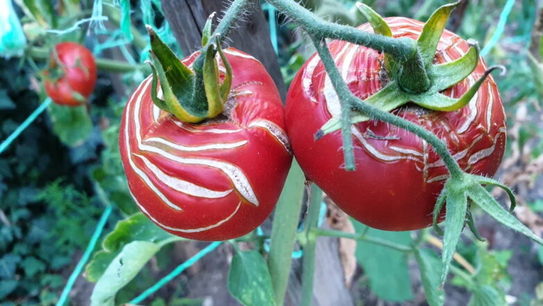 Деформация плодов: почему появляются "мордочки" на томатах