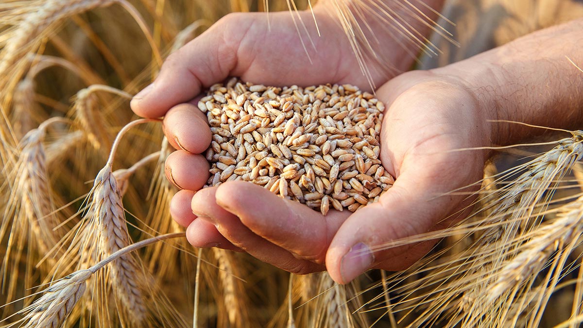 Подсчитан мировой запас пшеницы