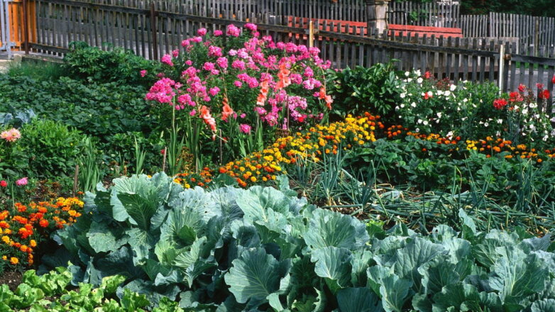 Идеальное соседство: 7 сочетаний растений, которым полезно расти бок о бок