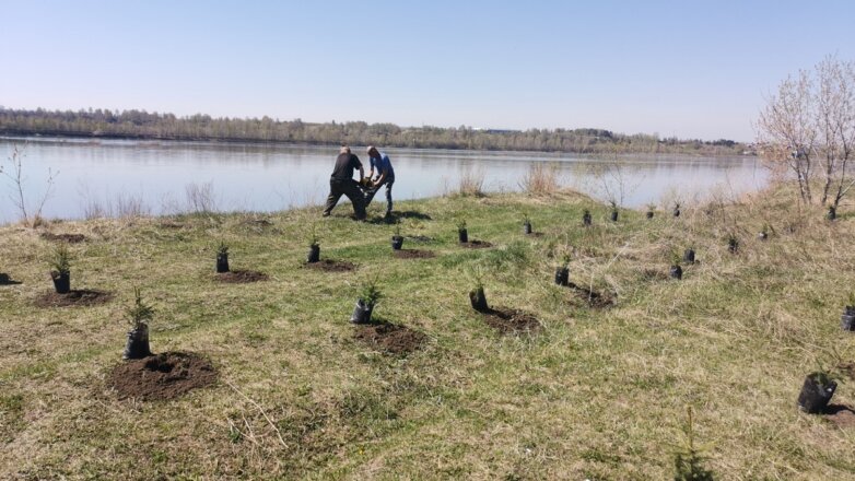 Работники КРУ сажают деревья в память о погибших воинах