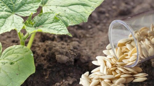 Когда сажать огурцы семенами в открытый грунт в 2022 году: советы по посевуи уходу