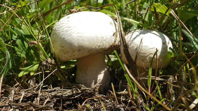 Миколог Вишневский рассказал, какие грибы можно собрать в мае 