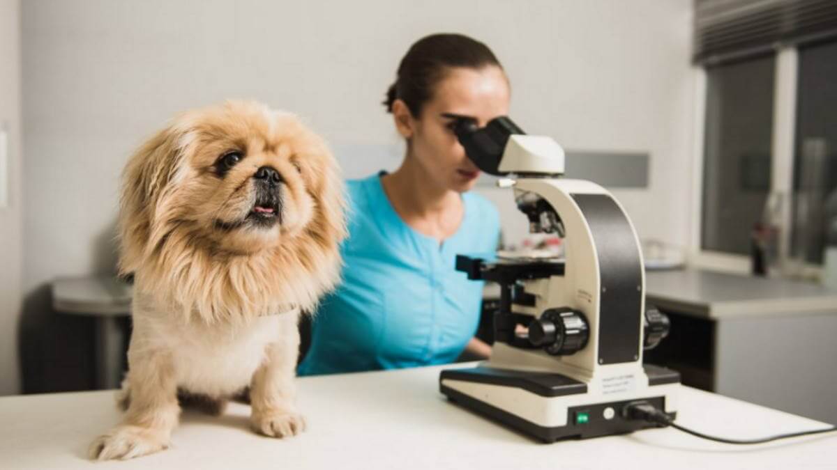 собака и учёный