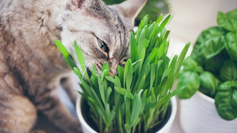 Как защитить рассаду от кошки: 3 проверенных метода спасти будущий урожай