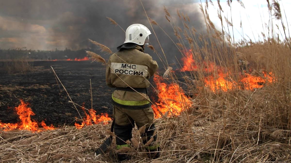 В России предложили ужесточить наказание за поджоги и пал травы