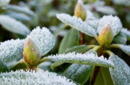 Как защитить сад и огород от заморозков: 4 простых и действенных совета