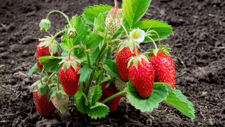 Нежная ягода: как ухаживать за земляникой во время урожая