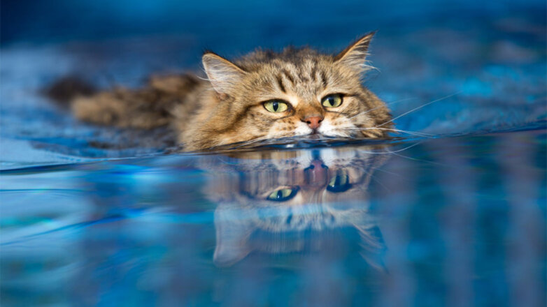 Породы кошек, которые не боятся воды и обожают купаться