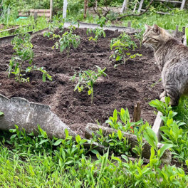 Гуманно и эффективно: как спасти огород от кошек
