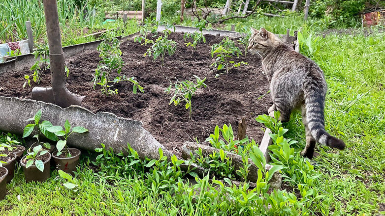 Гуманно и эффективно: как спасти огород от кошек